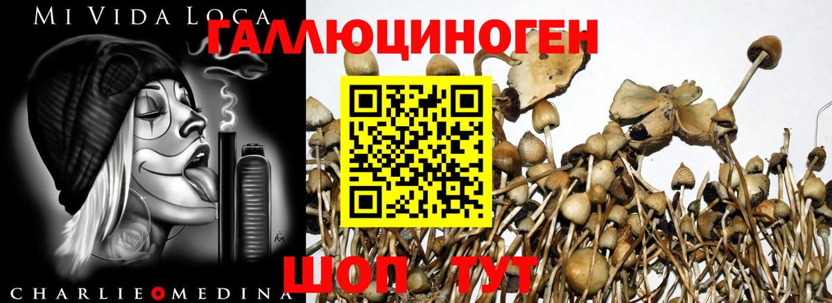 наркота  Вход с VPN  Таганрог  Галлюциногенные грибы Psilocybe 